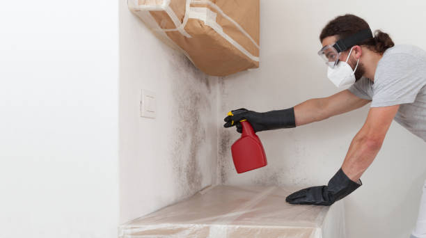 Basement Mold Remediation treatment on basement walls in Camas